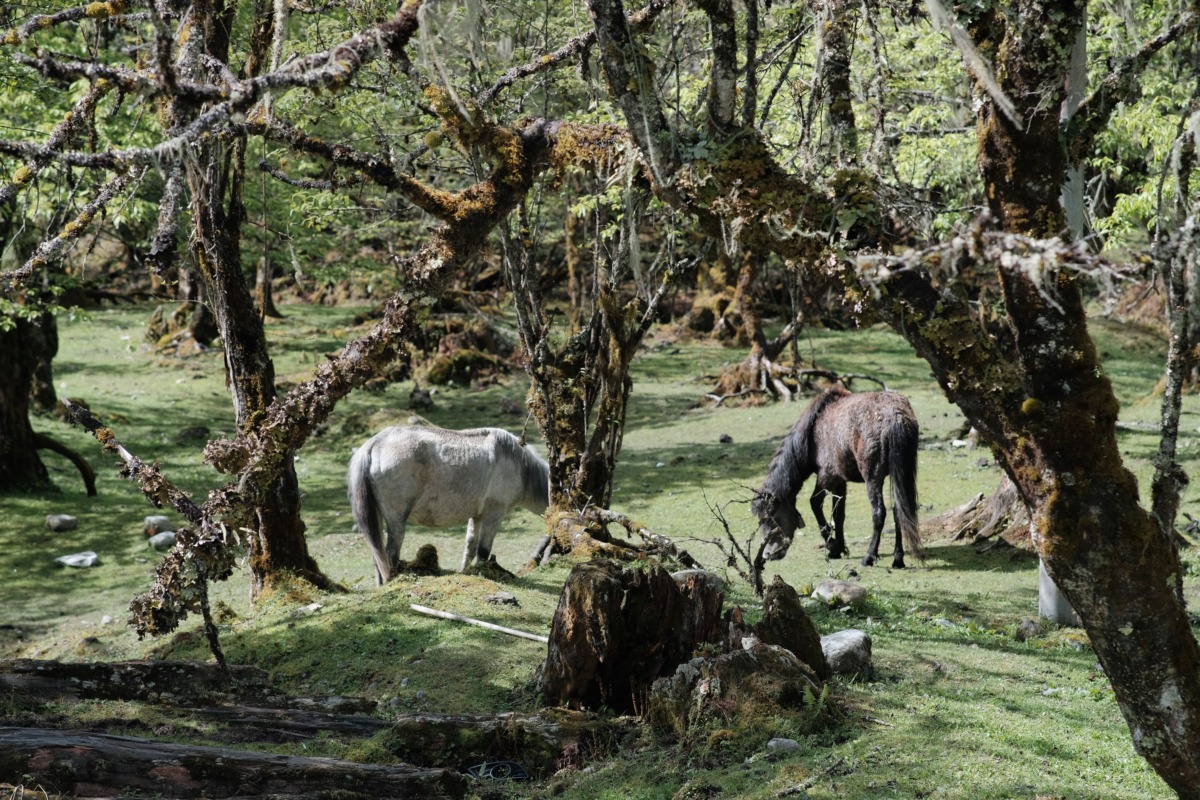 🐴 Конная прогулка в Новодвинске — Конный клуб Чародей