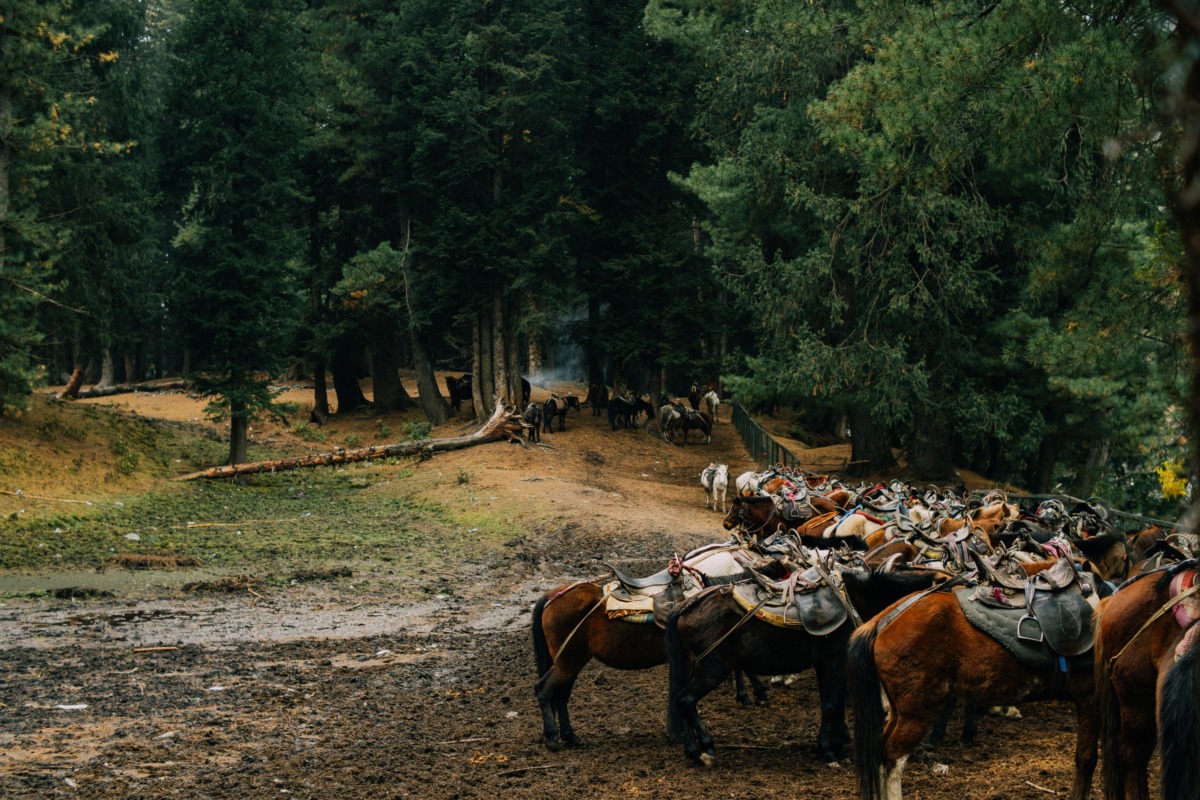 🐴 Конная прогулка в Архангельске — Конный клуб