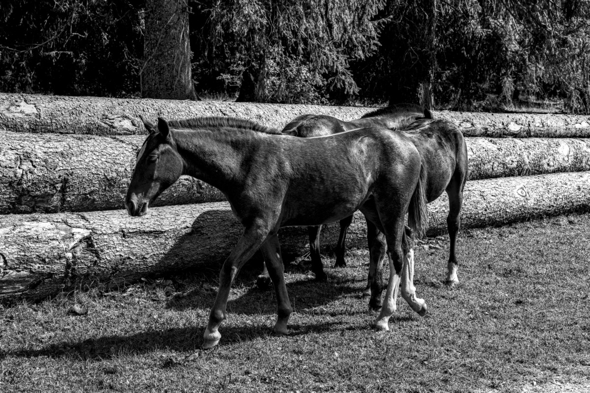 🐴 Конная прогулка в Омске — Русь