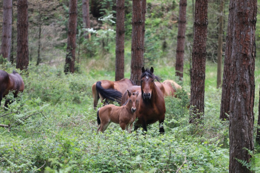 🐴 Конная прогулка в Отрадном — Конно-спортивный клуб Отрадненские просторы