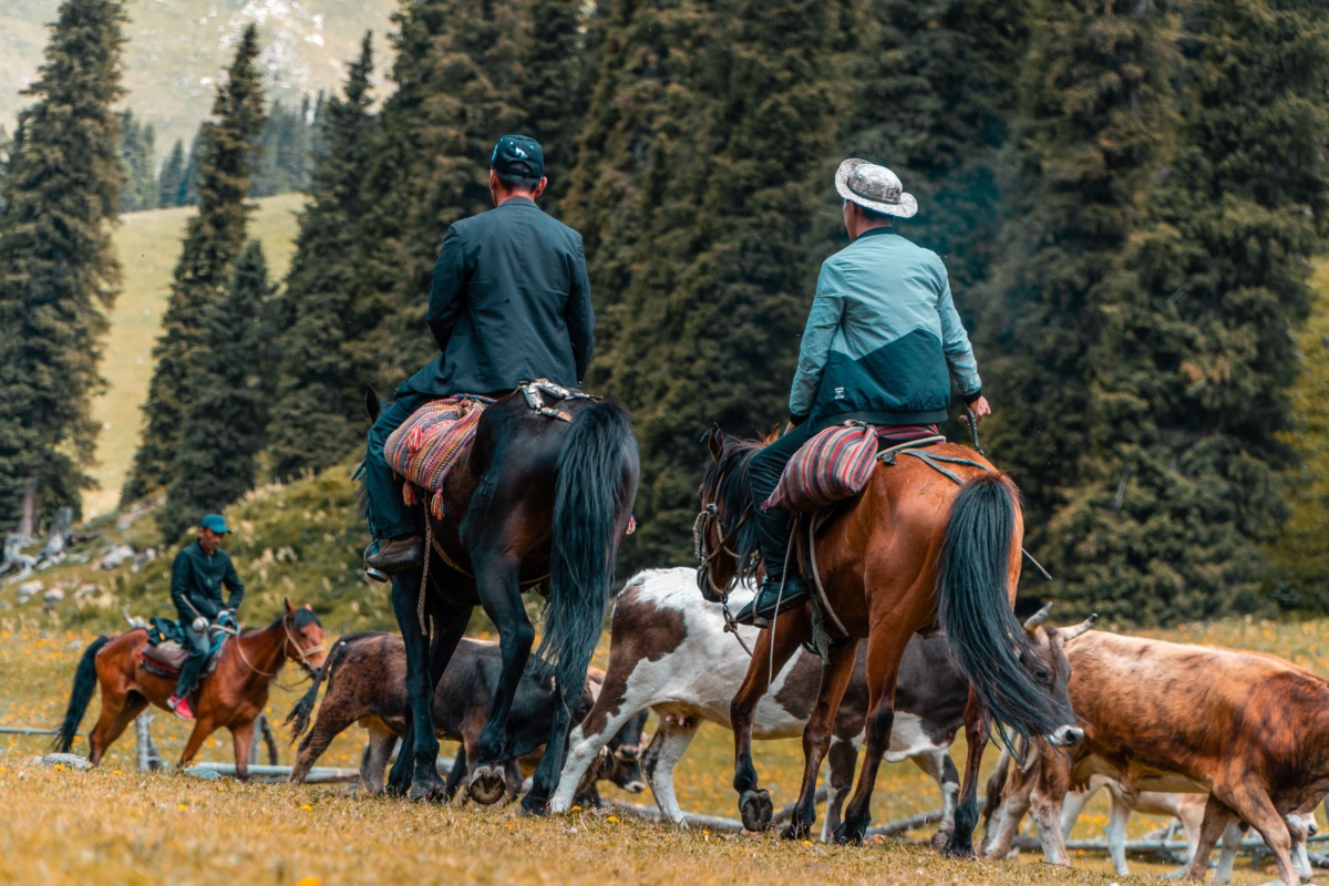 🐴 Конная прогулка в Омске — Анкор