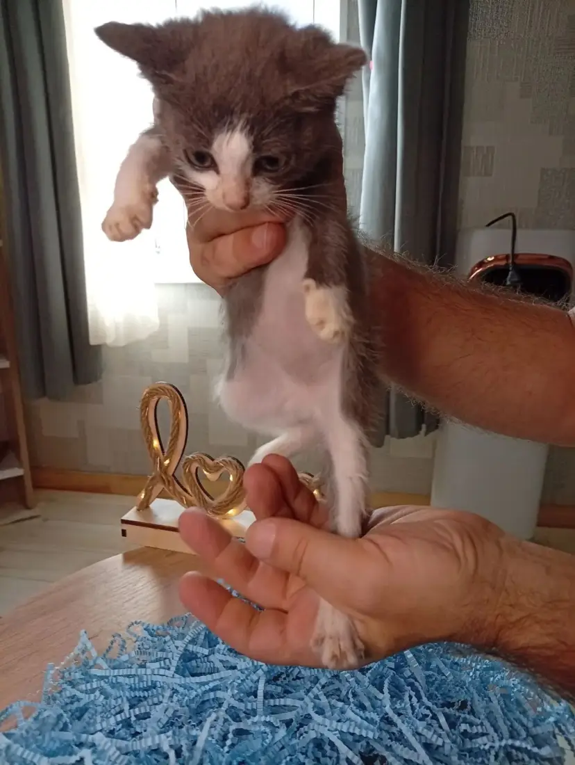 Наши знакомые отдают котёнка в добрые руки. Мальчик, примерно 2 месяца, очень ласковый ,з… — Соловьиная роща