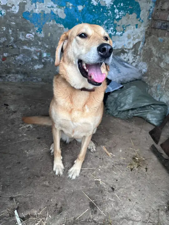 Друзья, сегодня к нам в клуб пришла вот эта прелесть 🥰 она ухоженная, упитанная, ласкова… — Планета